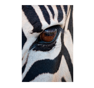 Poster con l'occhio della zebra - TenStickers