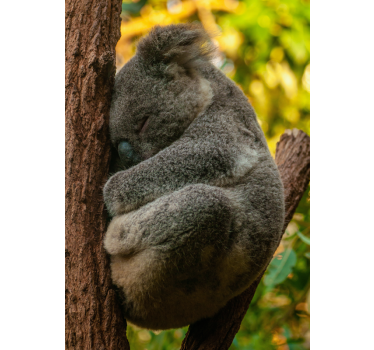 Poster camera ragazzi koala che dorme - TenStickers