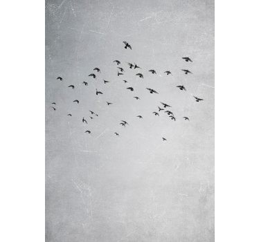 Poster animali uccelli che volano - TenStickers
