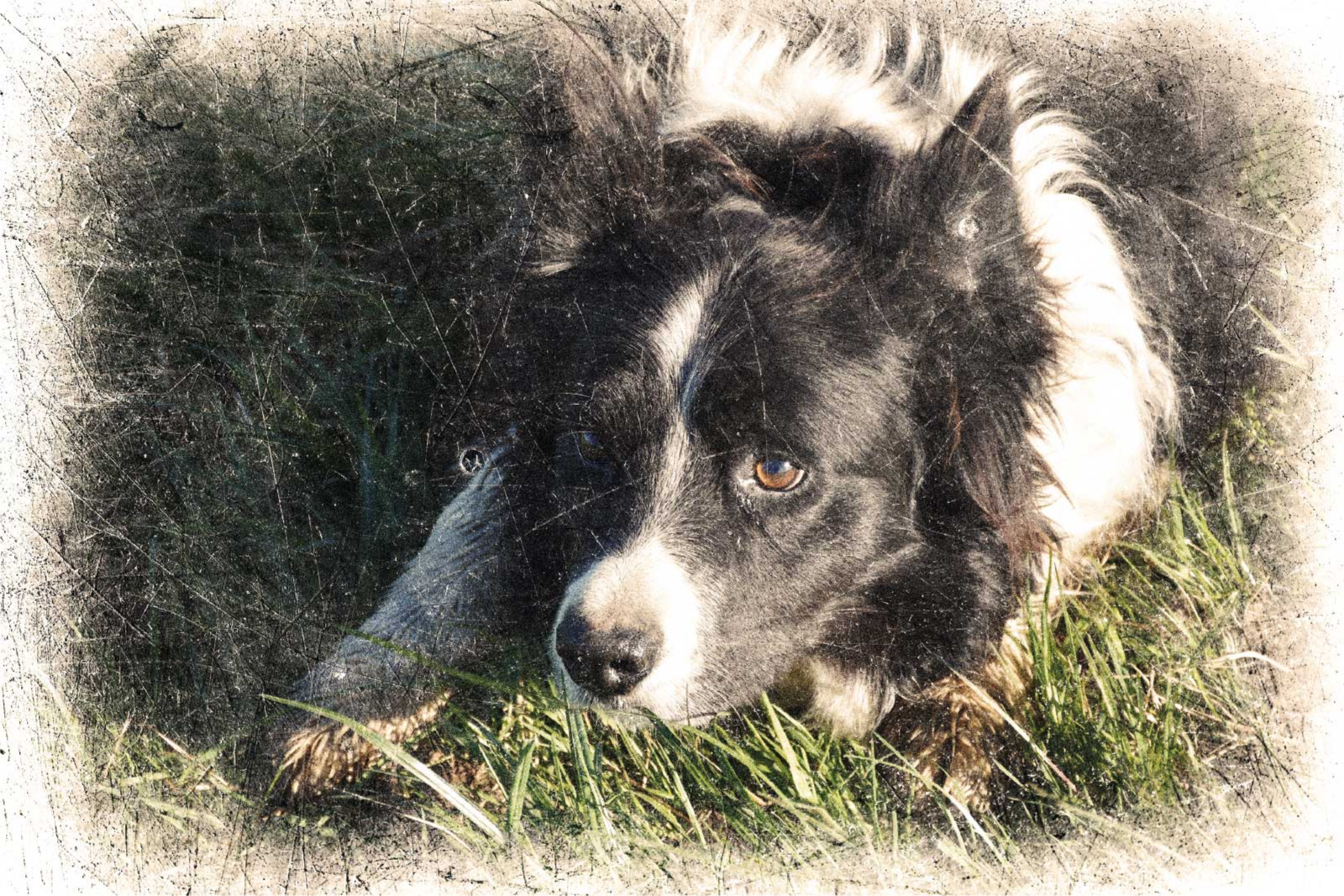 Poster animali effetto vintage personalizzato - TenStickers