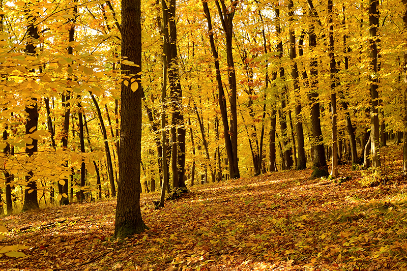Poster fotografico realistico foresta in autunno - TenStickers
