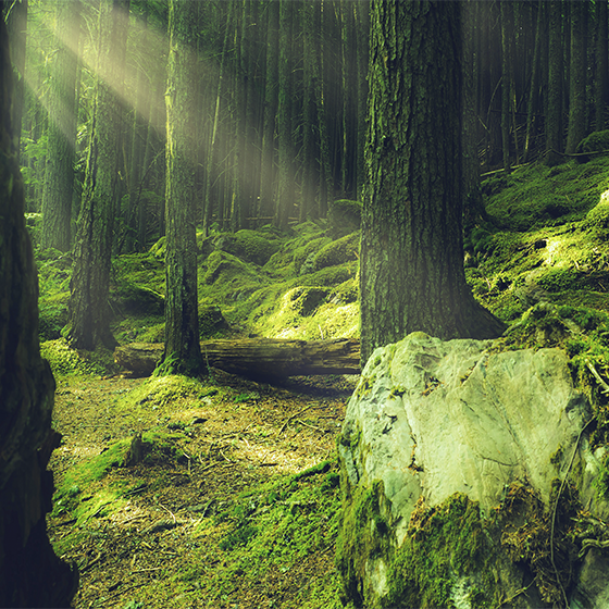 Poster salotto rocce e muschio nel bosco - TenStickers