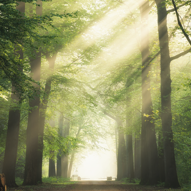 Poster salotto foresta verde con il sole - TenStickers