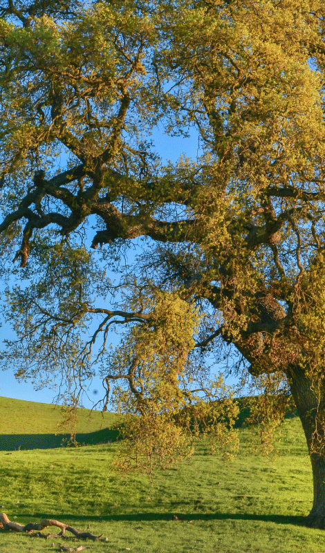 Poster albero design albero 3d naturale - TenStickers