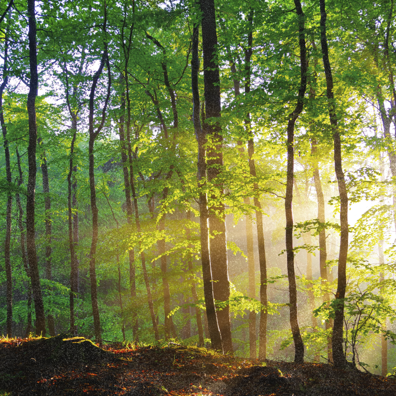 Poster albero luce naturale nella foresta - TenStickers
