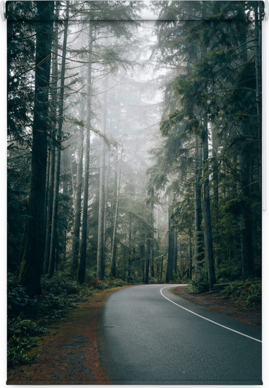 Poster albero strada di pini nebulosa - TenStickers