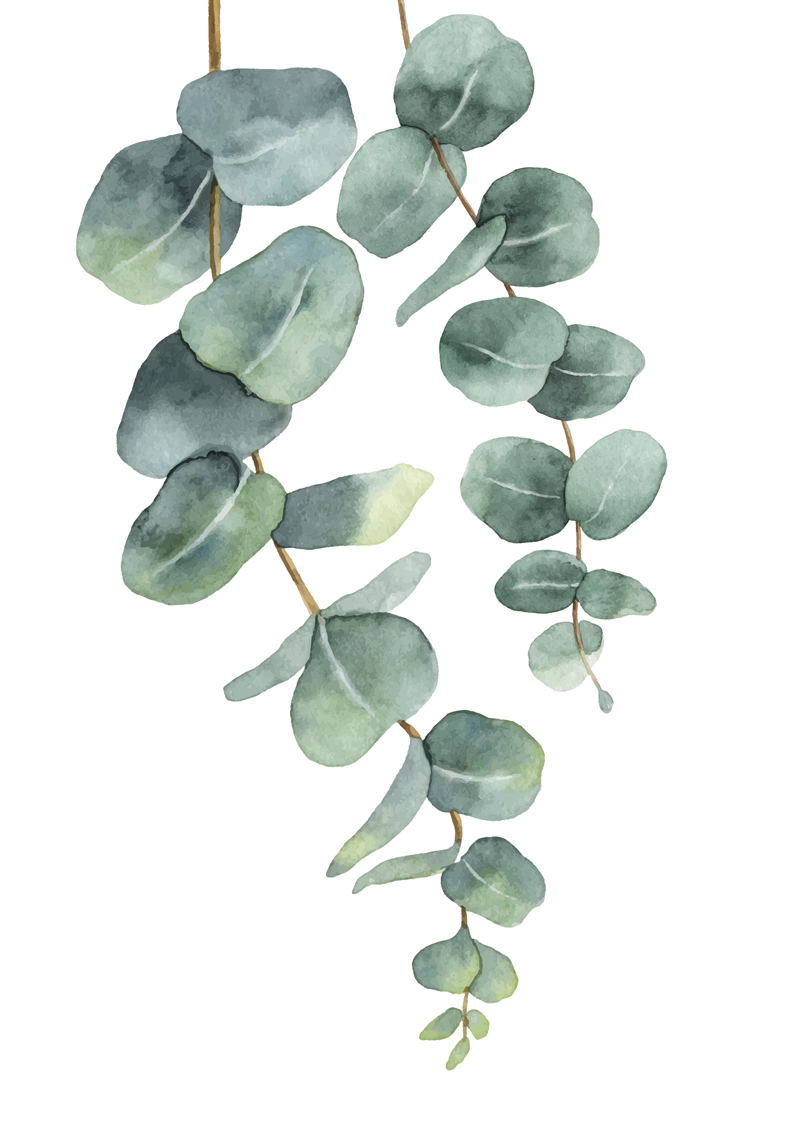 Poster albero rami di eucalipto - TenStickers