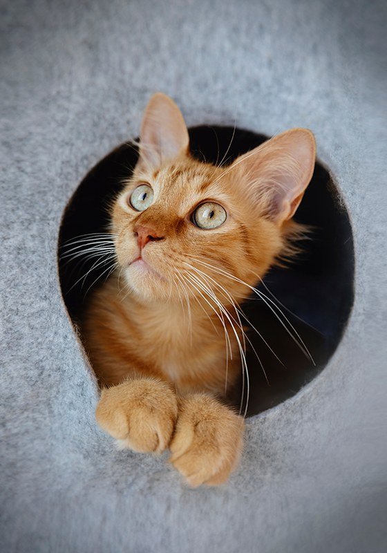 Poster con gattino effetto 3d - TenStickers