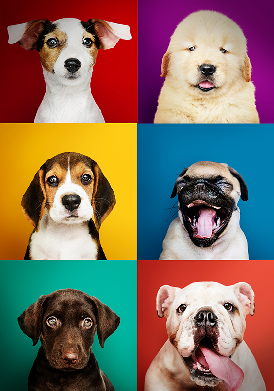 Poster con cani di varie razze - TenStickers