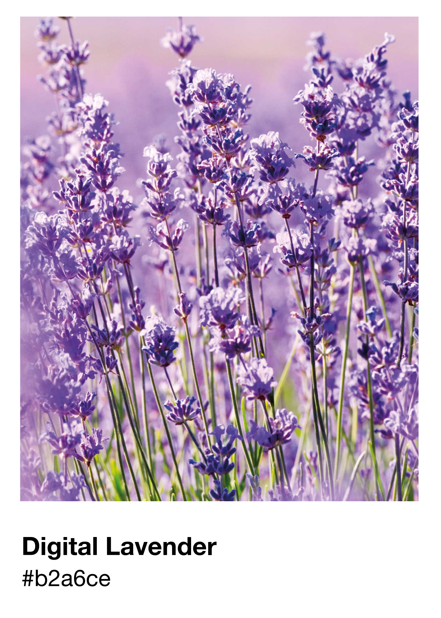Poster pantone digital lavender - TenStickers
