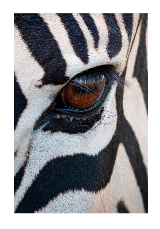Poster con l'occhio della zebra - TenStickers