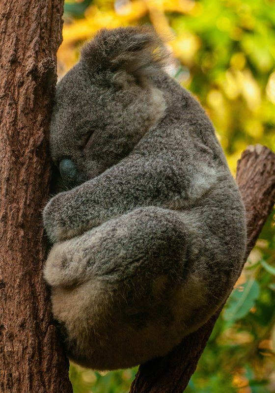 Poster camera ragazzi koala che dorme - TenStickers