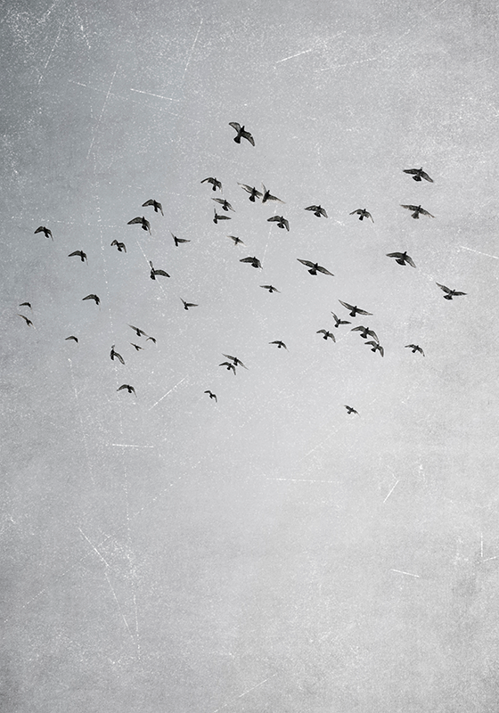 Poster animali uccelli che volano - TenStickers