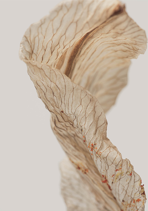 Poster minimalista foto macro di una foglia - TenStickers