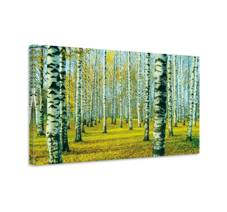 Quadro con alberi foresta di betulle in autunno - TenStickers
