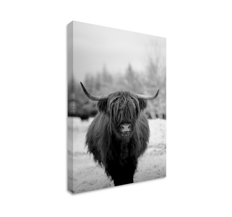 Quadro con animali e insetti ritratto di mucca highland - TenStickers