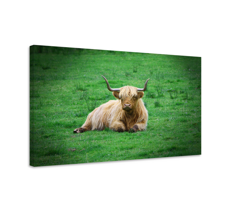 Quadro con animali e insetti mucca delle highlands riposante - TenStickers