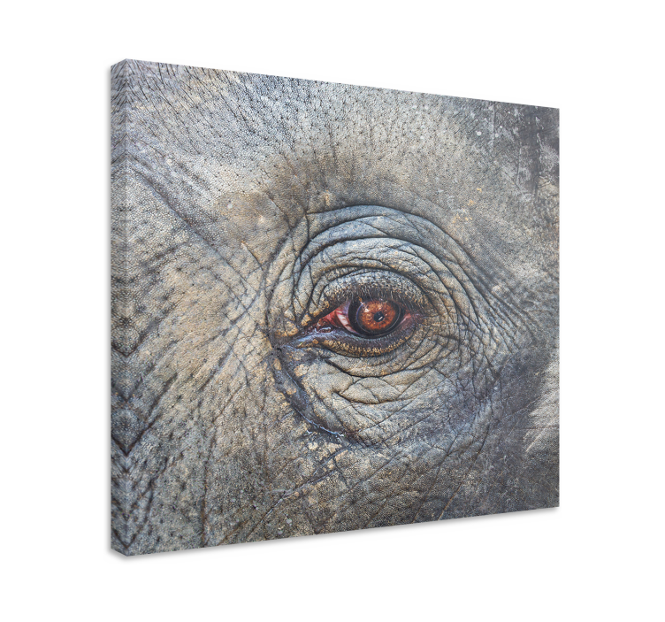 Quadro con elefanti dettaglio occhio di elefante - TenStickers