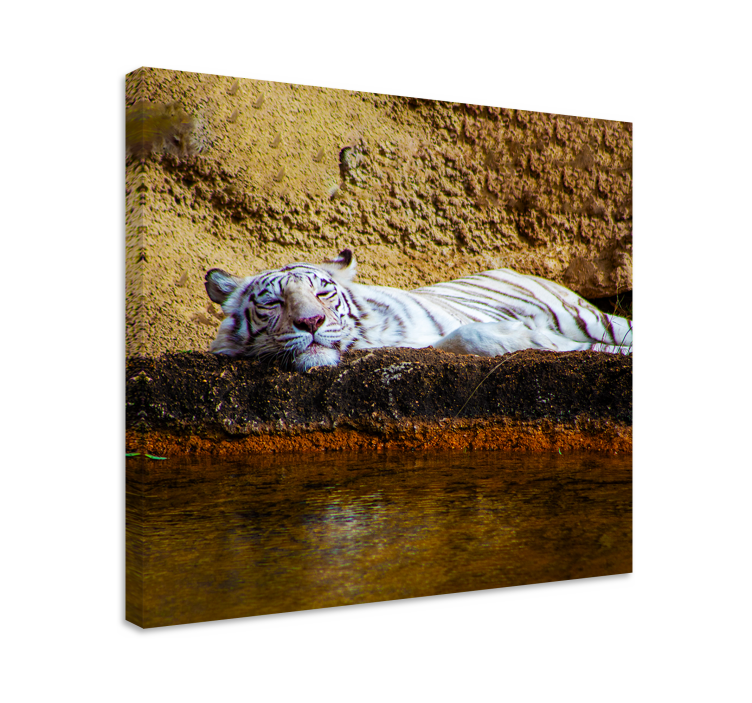 Quadro con animali e insetti tigre bianca dormiente - TenStickers