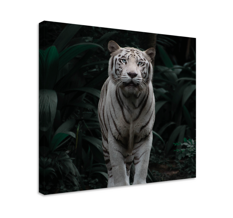 Quadro con animali e insetti tigre bianca maestosa - TenStickers