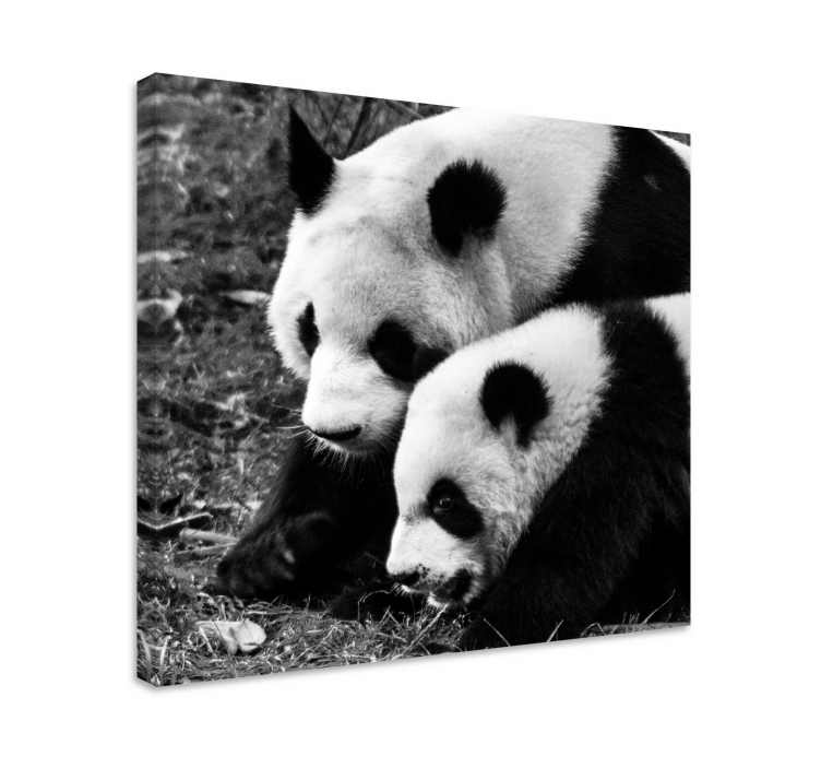 Quadro con animali e insetti abbraccio di panda - TenStickers