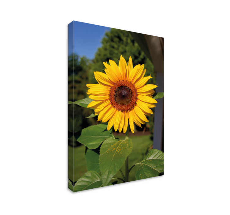 Dipinto fiori e piante fioritura di girasole soleggiato - TenStickers