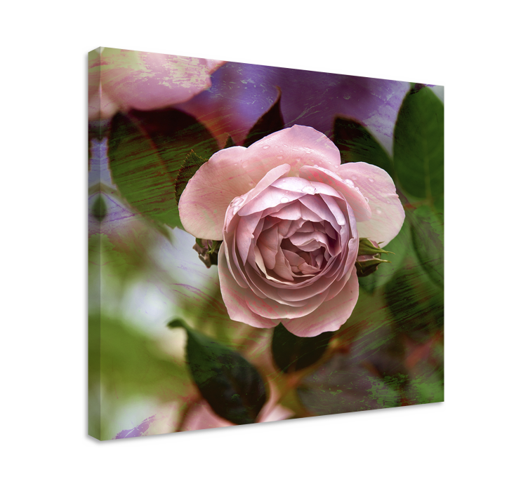 Dipinto fiori e piante rosa rosae pink - TenStickers