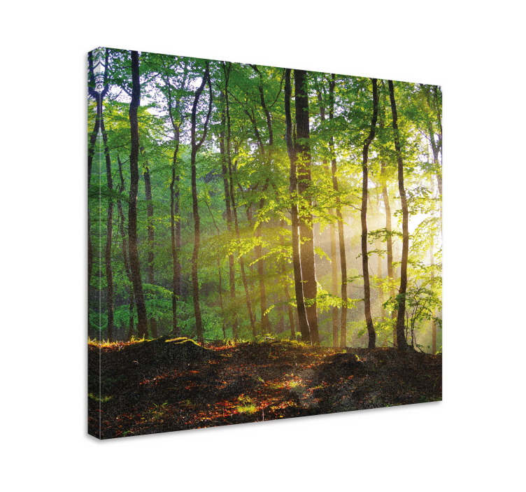 Quadro con alberi scena di foresta illuminata dal sole - TenStickers