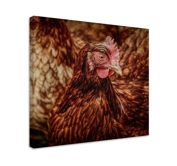 Quadro con uccelli Pollo marrone serio - TenStickers
