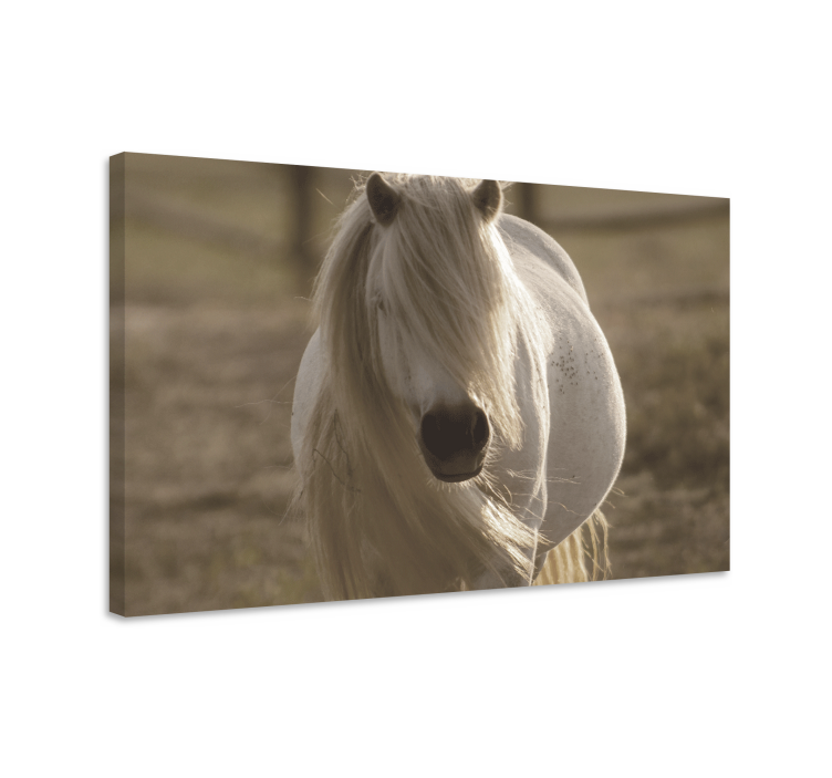 Quadro animali Cavallo dalla faccia bianca - TenStickers