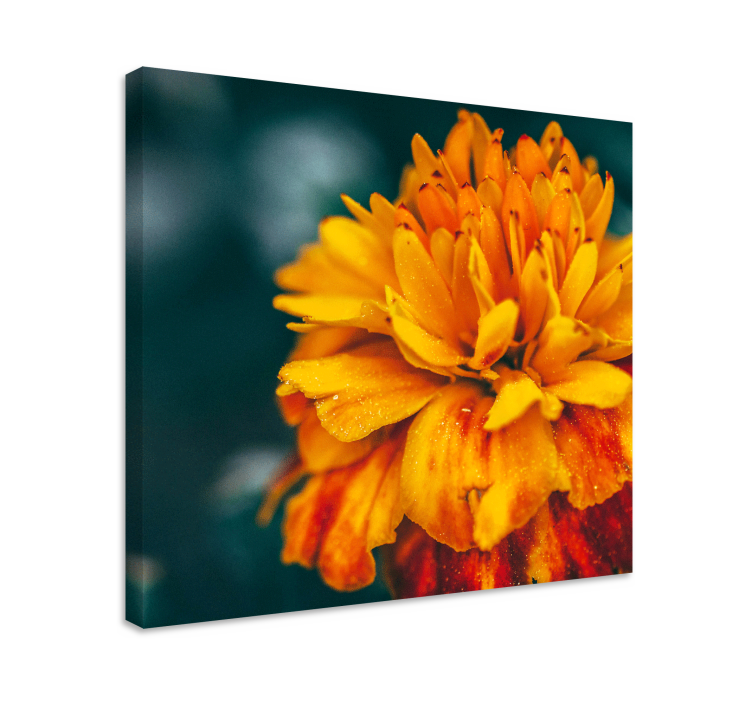 Dipinto fiori fiore d'arancio vibrante - TenStickers