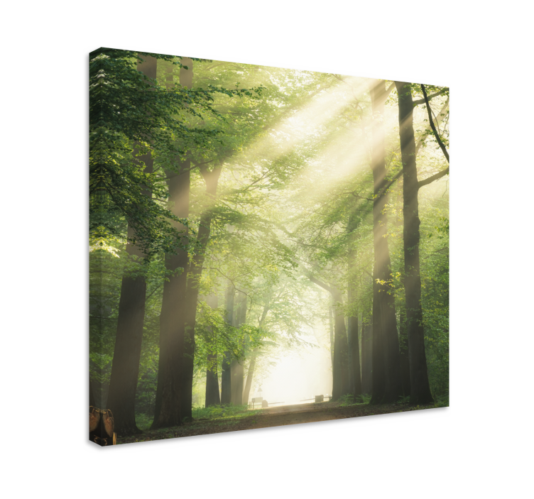 Quadro con alberi sentiero nella foresta nebbiosa - TenStickers
