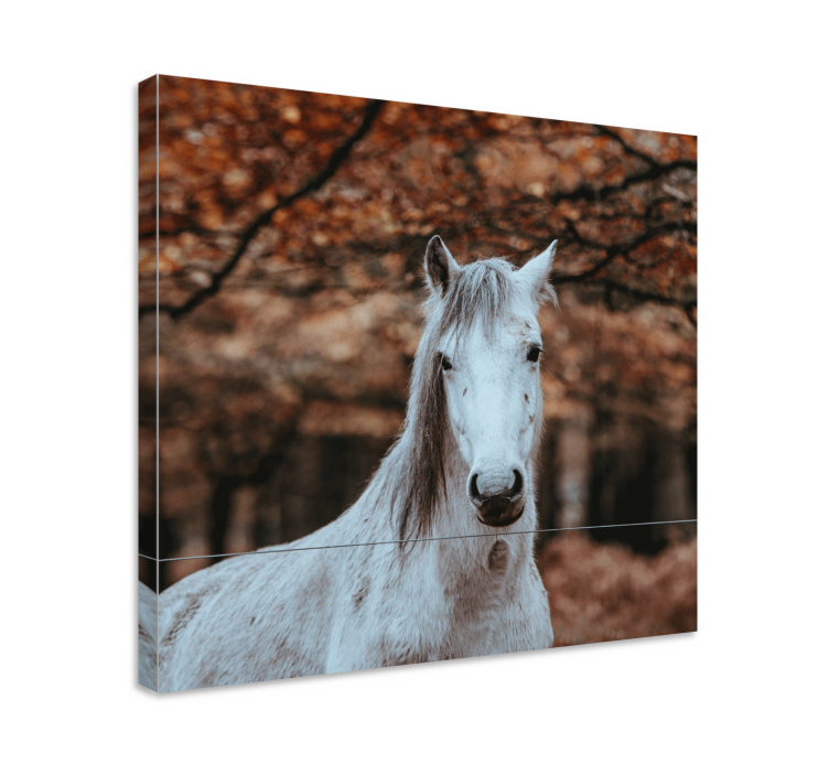 Quadro con cavallo maestoso animale bianco - TenStickers