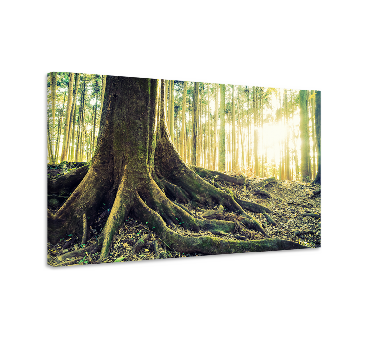 Quadro con alberi radici maestose - TenStickers