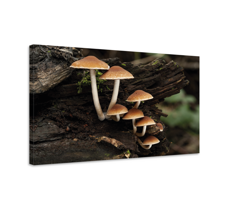 Dipinto fiori e piante raggruppamento funghi - TenStickers