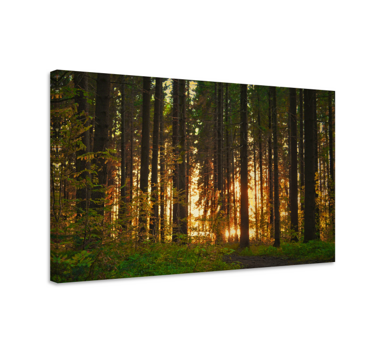 Quadro paesaggio bosco illuminato - TenStickers