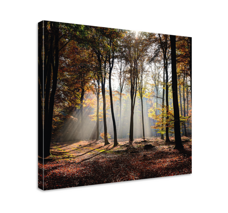 Quadro paesaggio raggi di luce nella foresta - TenStickers