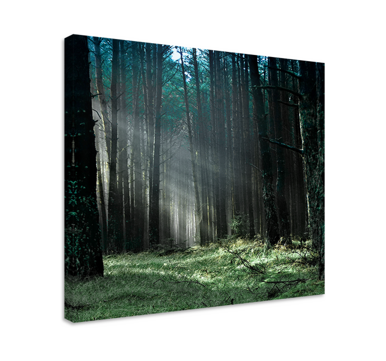 Quadro con alberi luce mistica della foresta - TenStickers