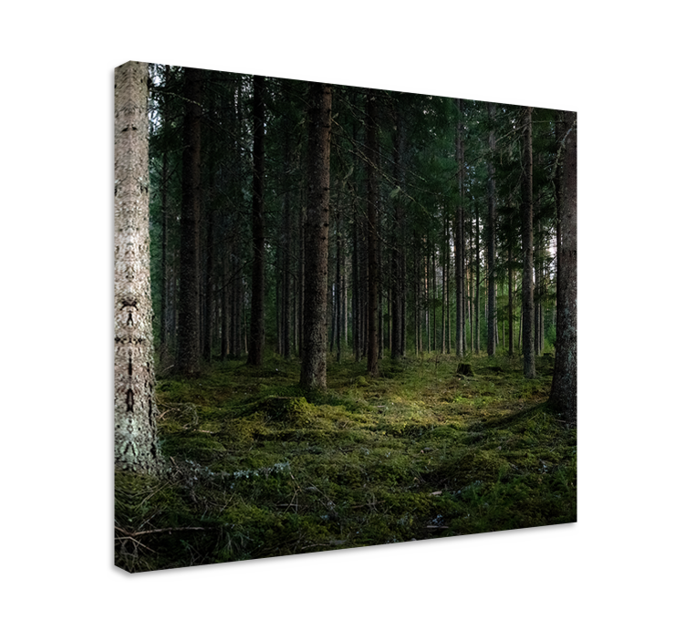 Quadro con alberi profondità della foresta serena - TenStickers