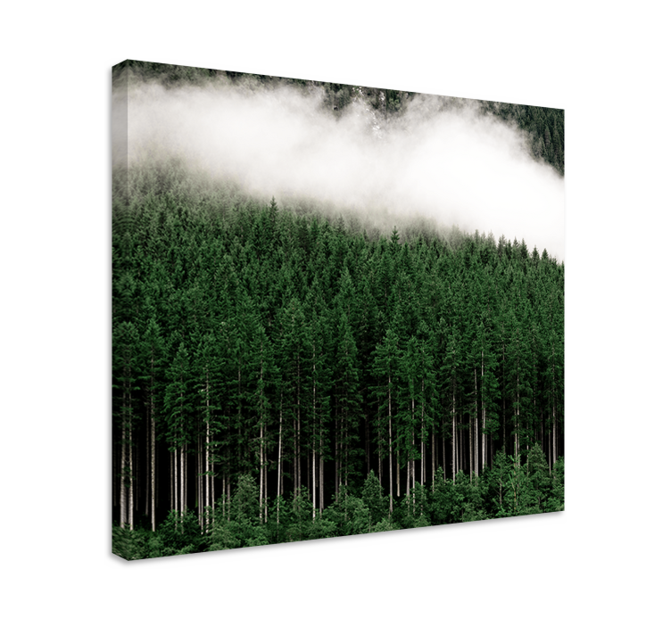 Quadro con alberi foresta sempreverde nebbiosa - TenStickers