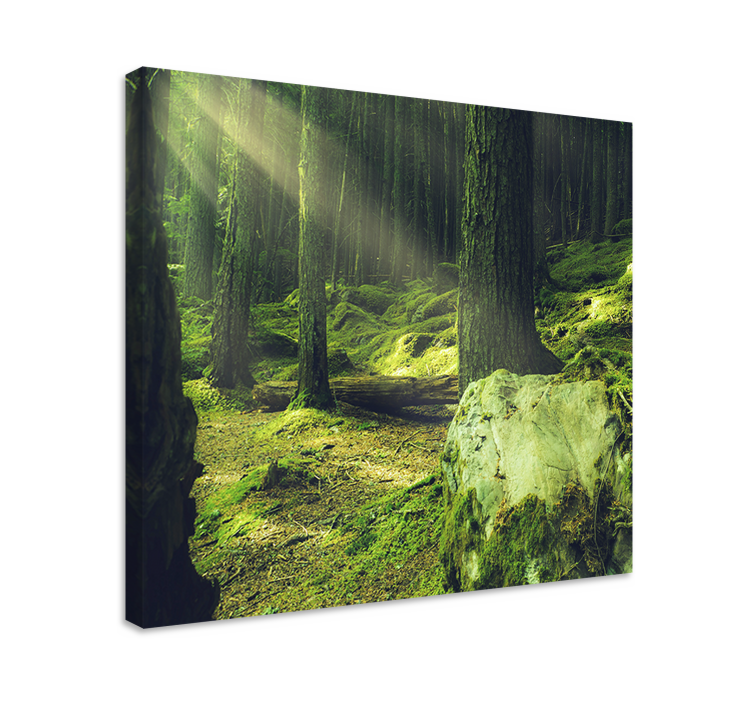 Quadro con alberi sentiero della foresta illuminato - TenStickers