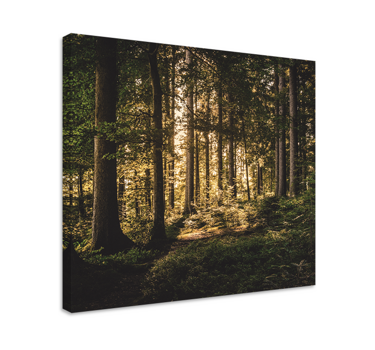 Quadro paesaggio scenari di foresta luminosa - TenStickers