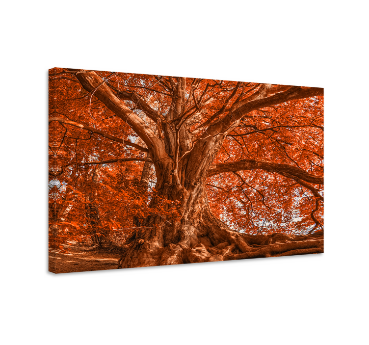 Quadro con alberi cappa autunnale maestosa - TenStickers