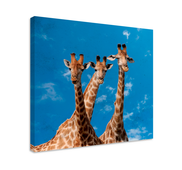 Quadro con animali e insetti ritratto di tre giraffe - TenStickers