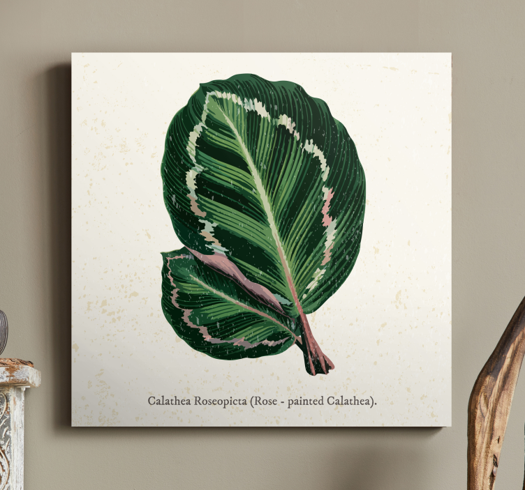 Dipinto piante illustrazione foglia calathea - TenStickers