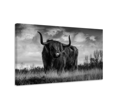 Quadro con animali Bestiame dell'altopiano in bianco e nero - TenStickers
