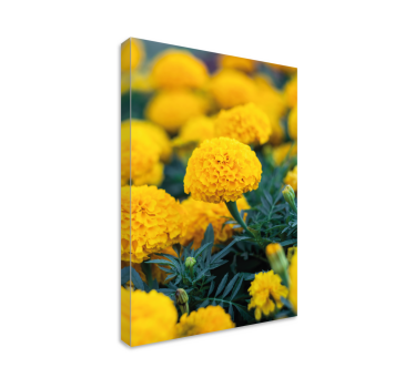 Dipinto fiori fiori di tagete giallo - TenStickers