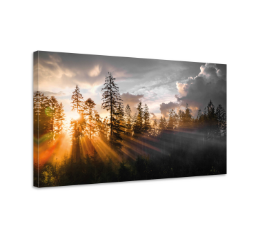 Quadro paesaggio Foresta con nebbia e sole - TenStickers