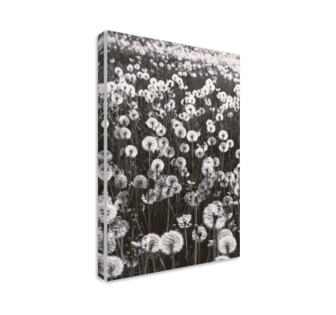 Quadro fiori Tarassaco grande campo - TenStickers