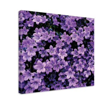 Quadro fiori Vaghi fiori viola - TenStickers